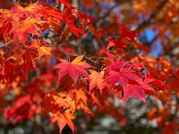 紅葉見学４